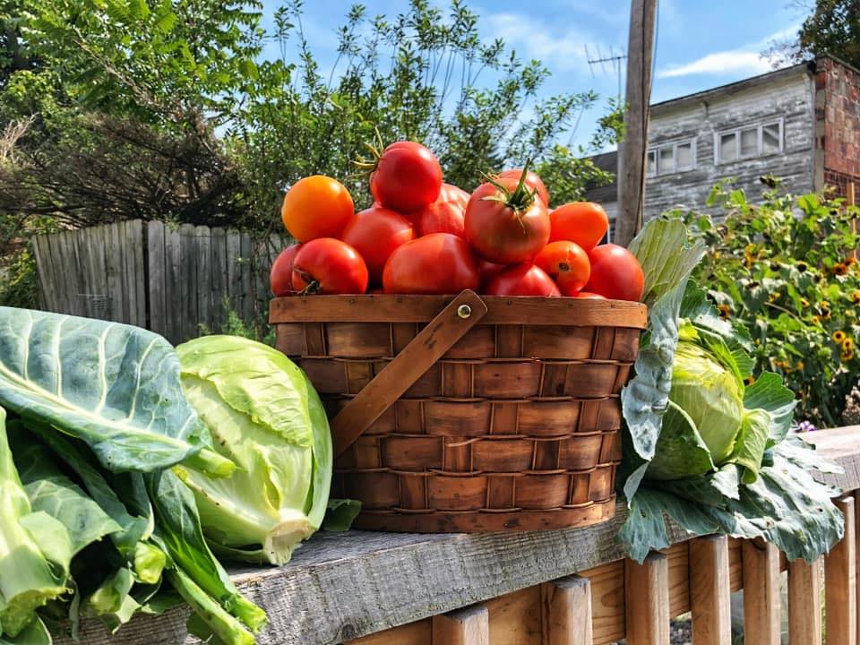 A basket overflowing with ripe tomatoes, fresh-cut cabbage, and sunflowers growing tall at Hoosick Community Garden