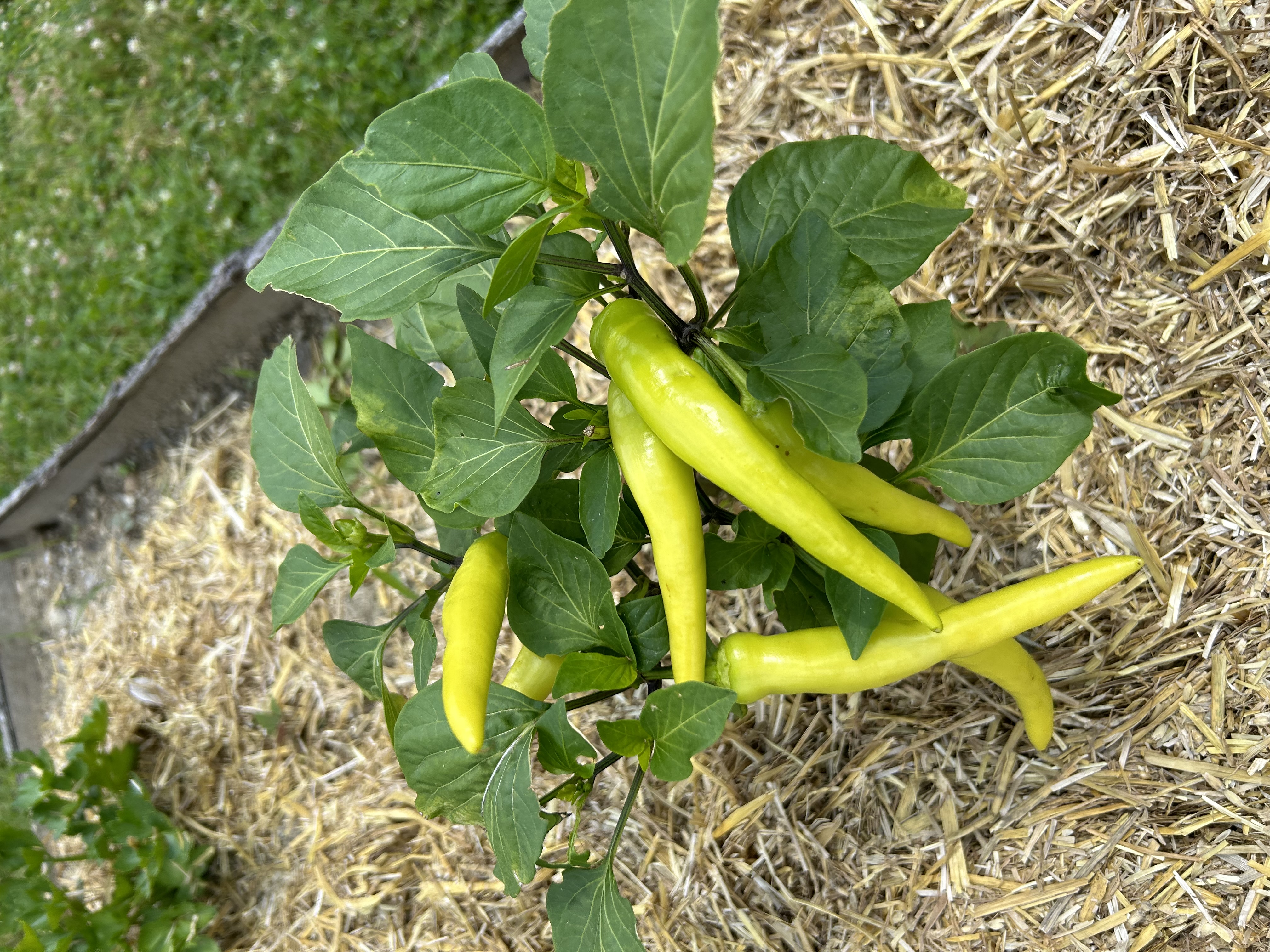 Photo from the Hoosick Community Garden