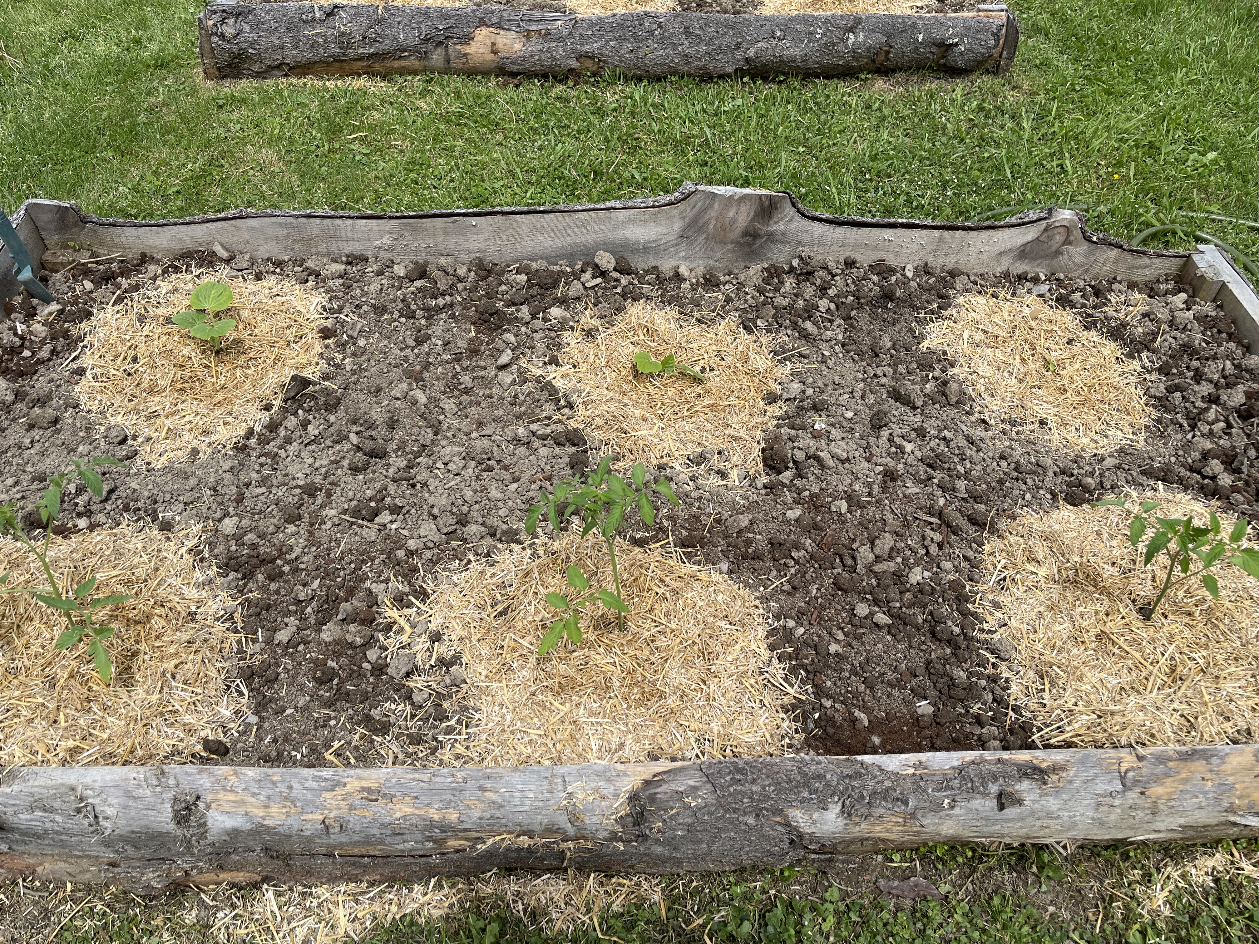 Photo from the Hoosick Community Garden