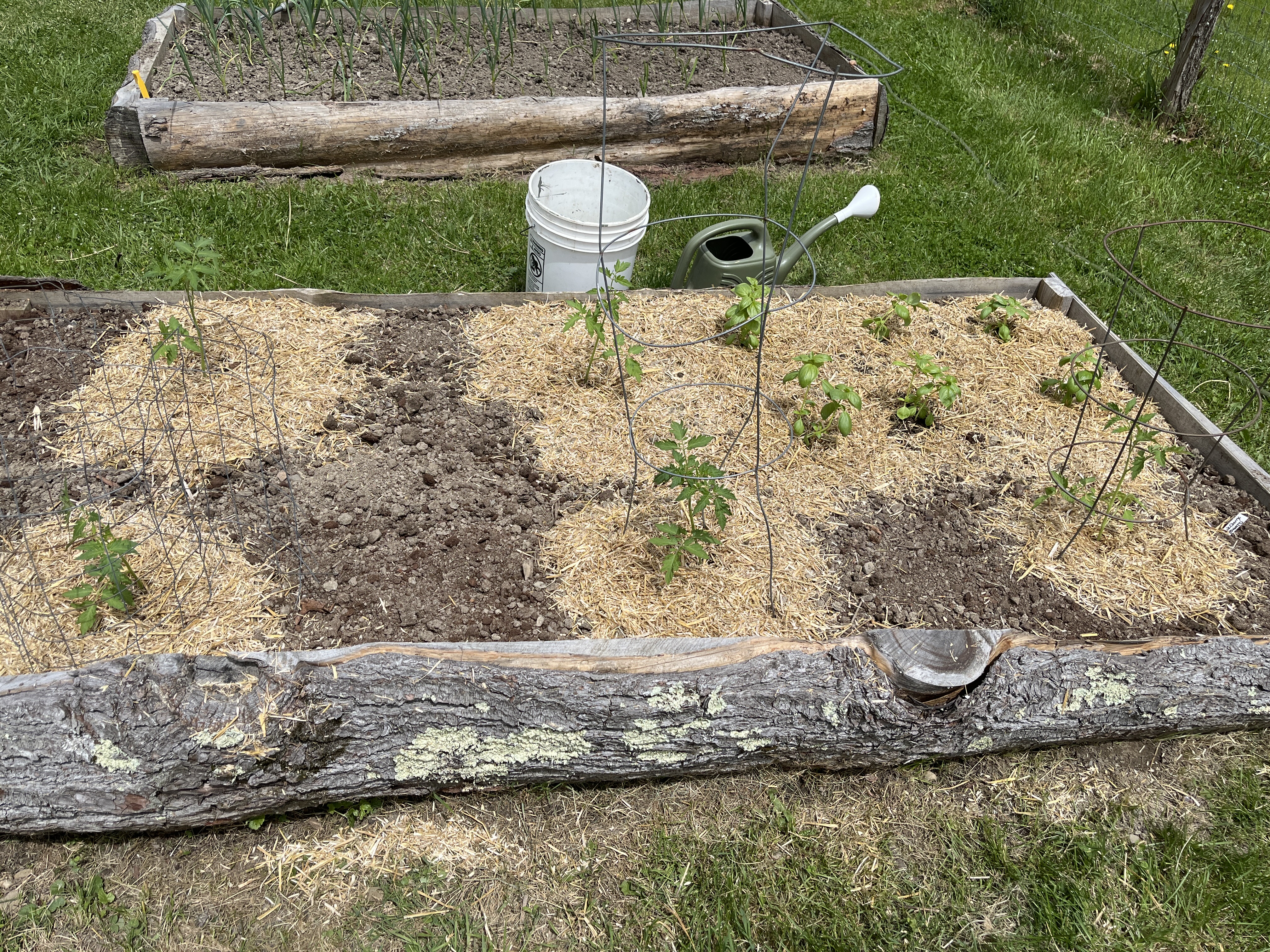 Photo from the Hoosick Community Garden