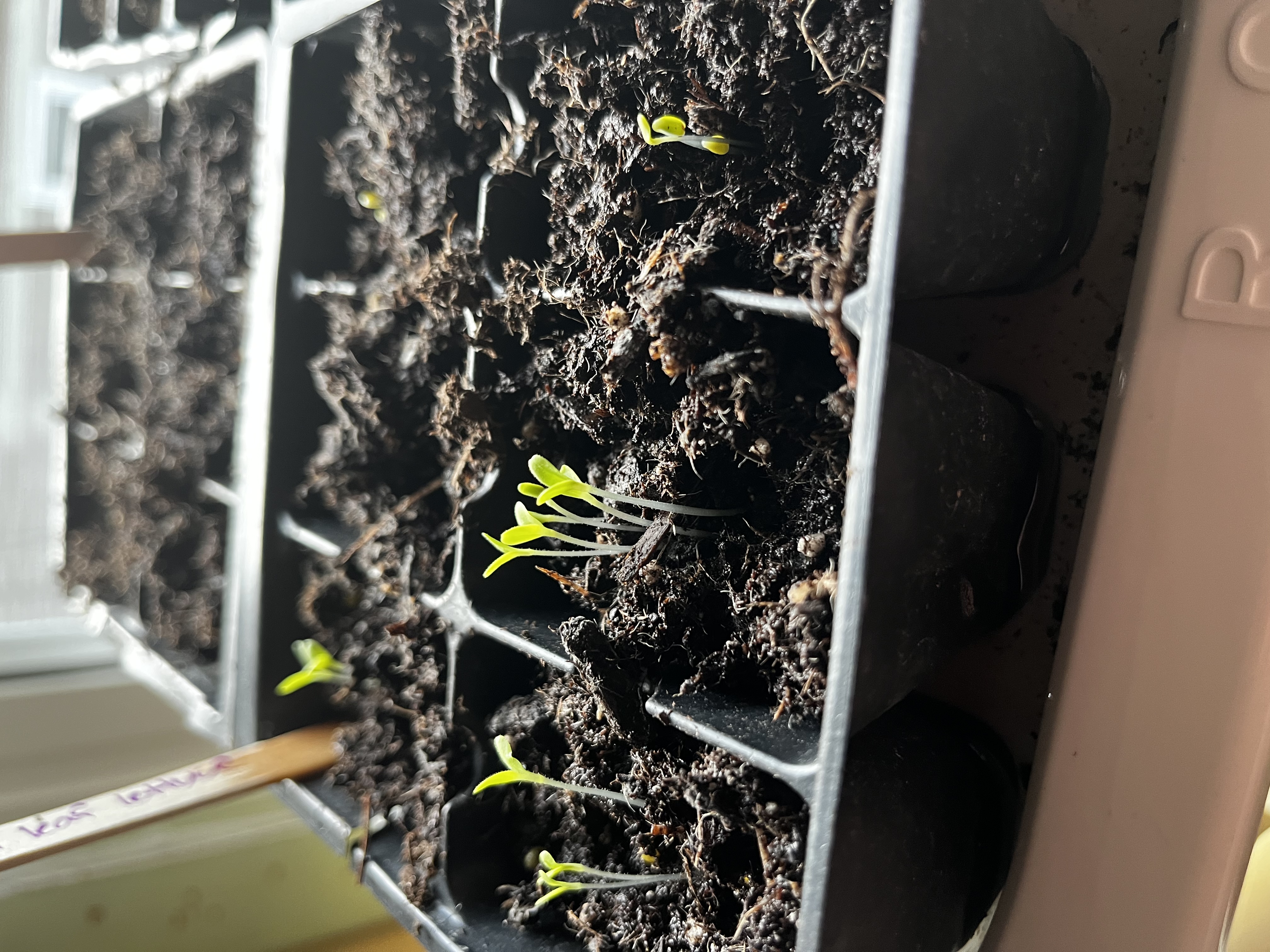 Photo from the Hoosick Community Garden