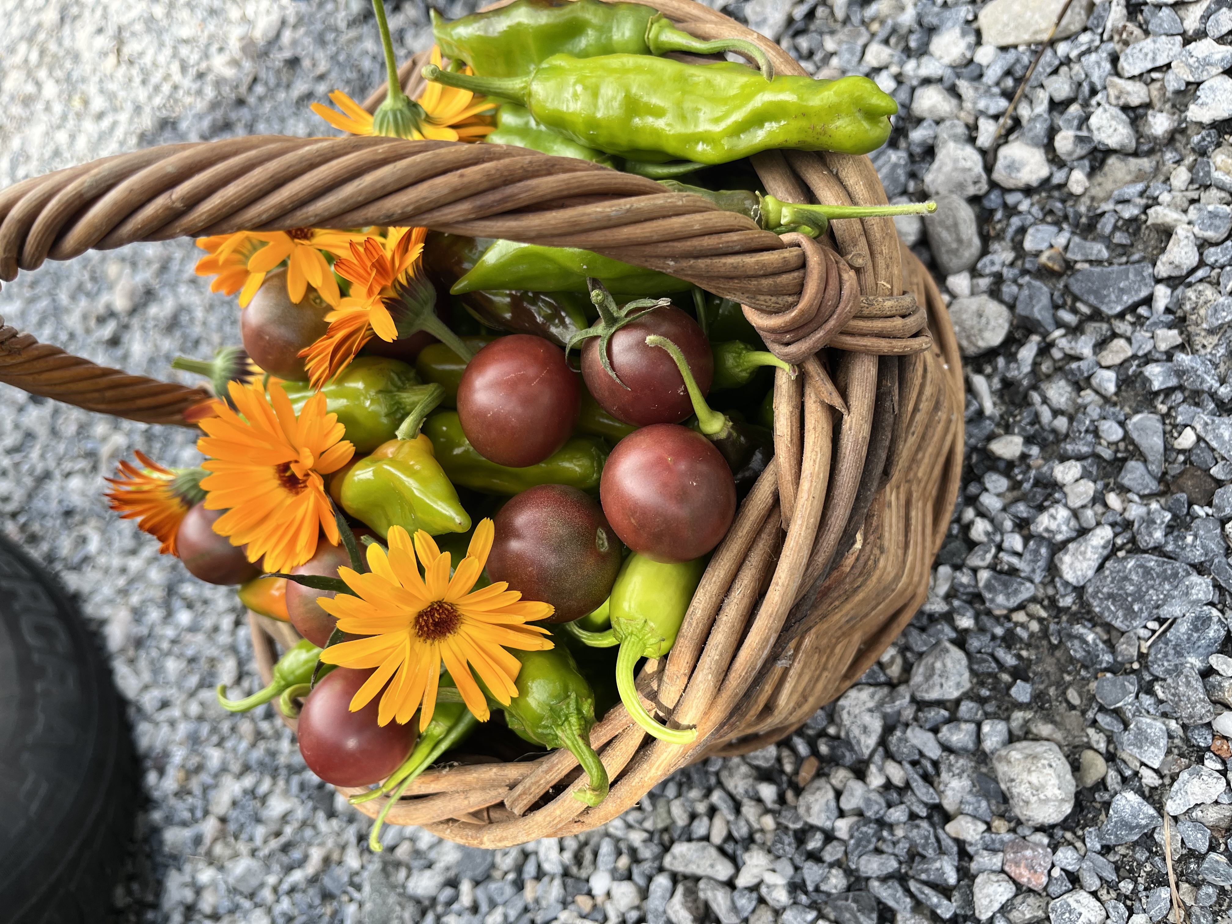 Photo from the Hoosick Community Garden