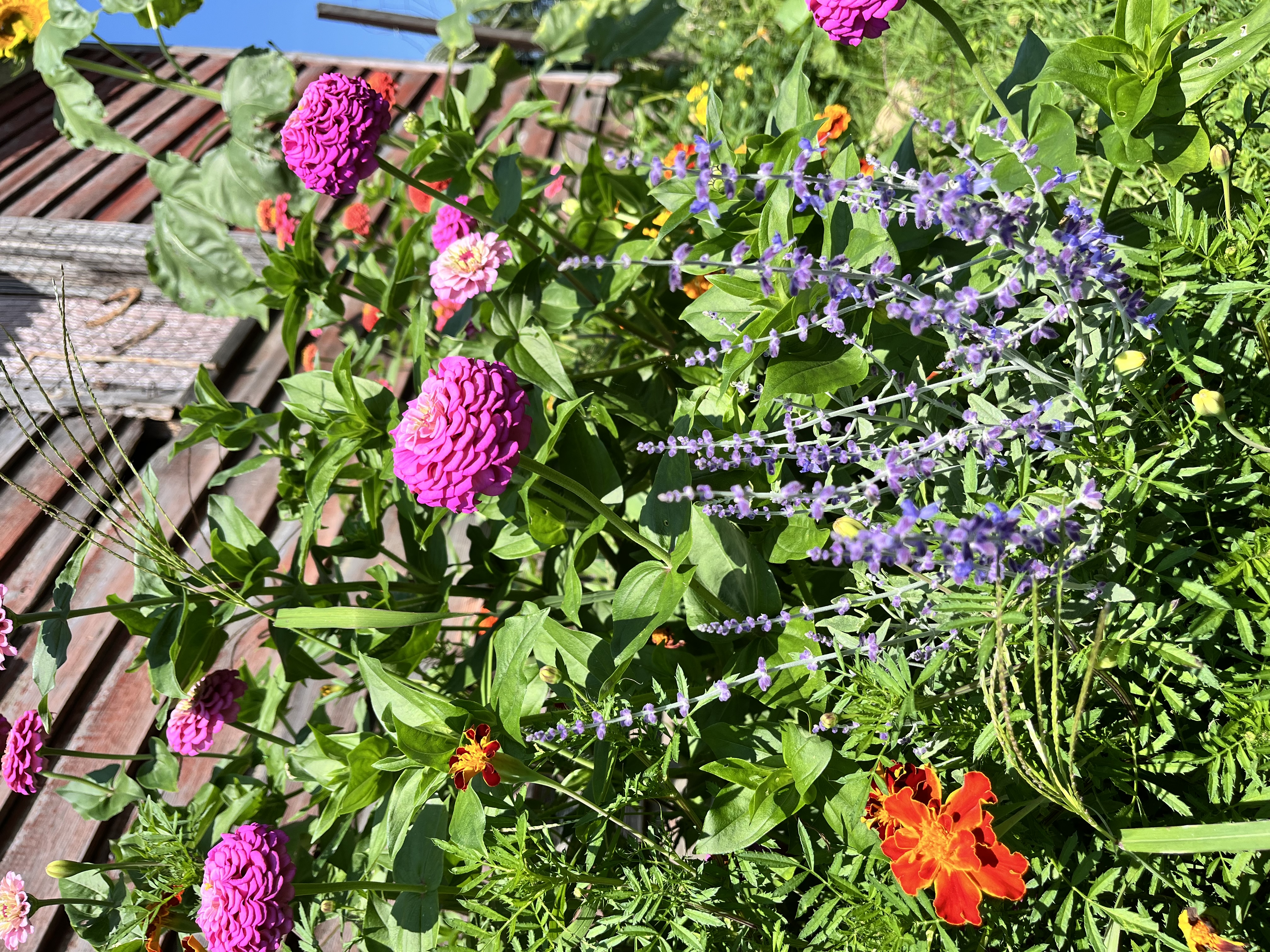 Photo from Hoosick Community Garden