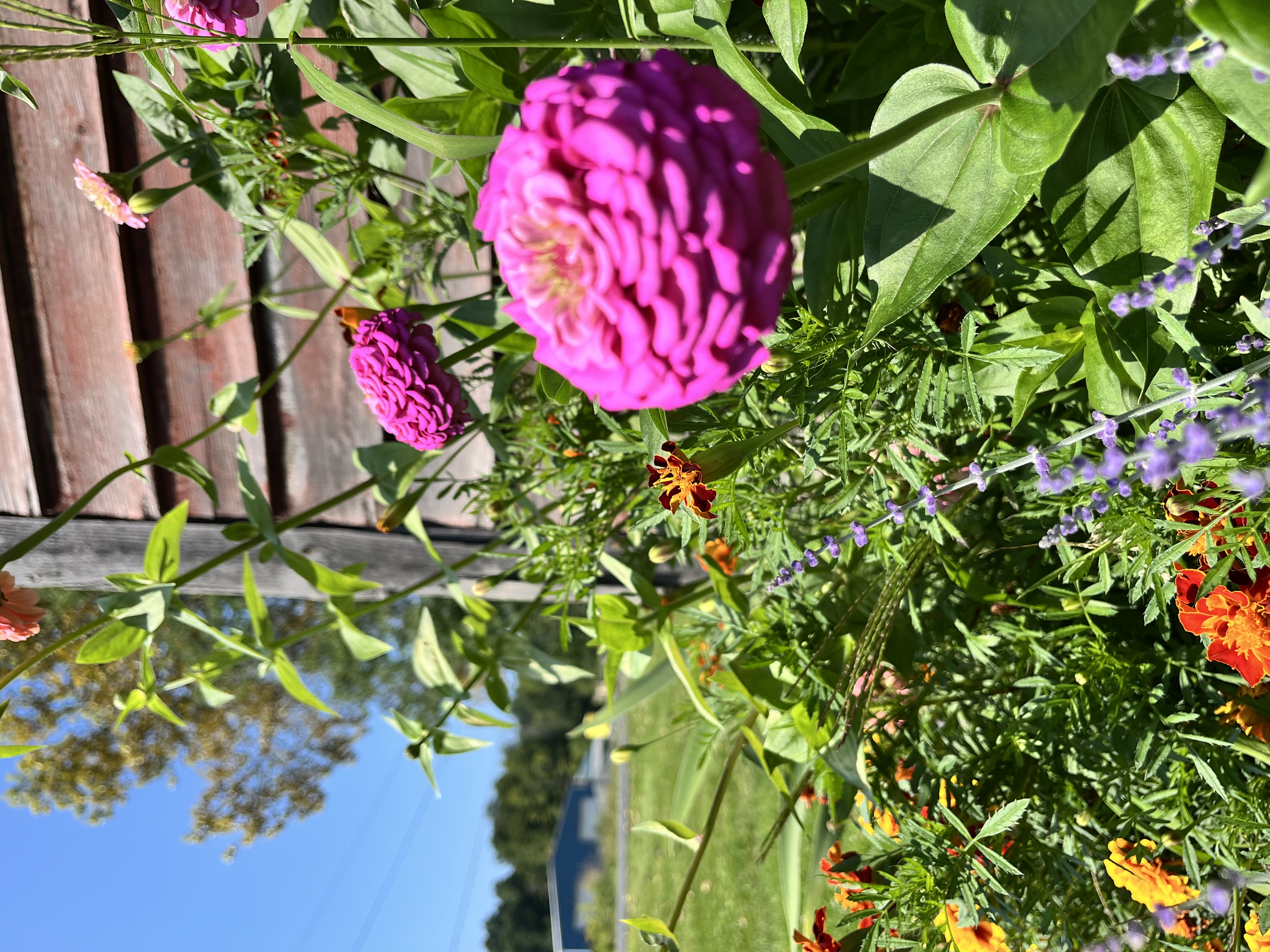 Photo from the Hoosick Community Garden