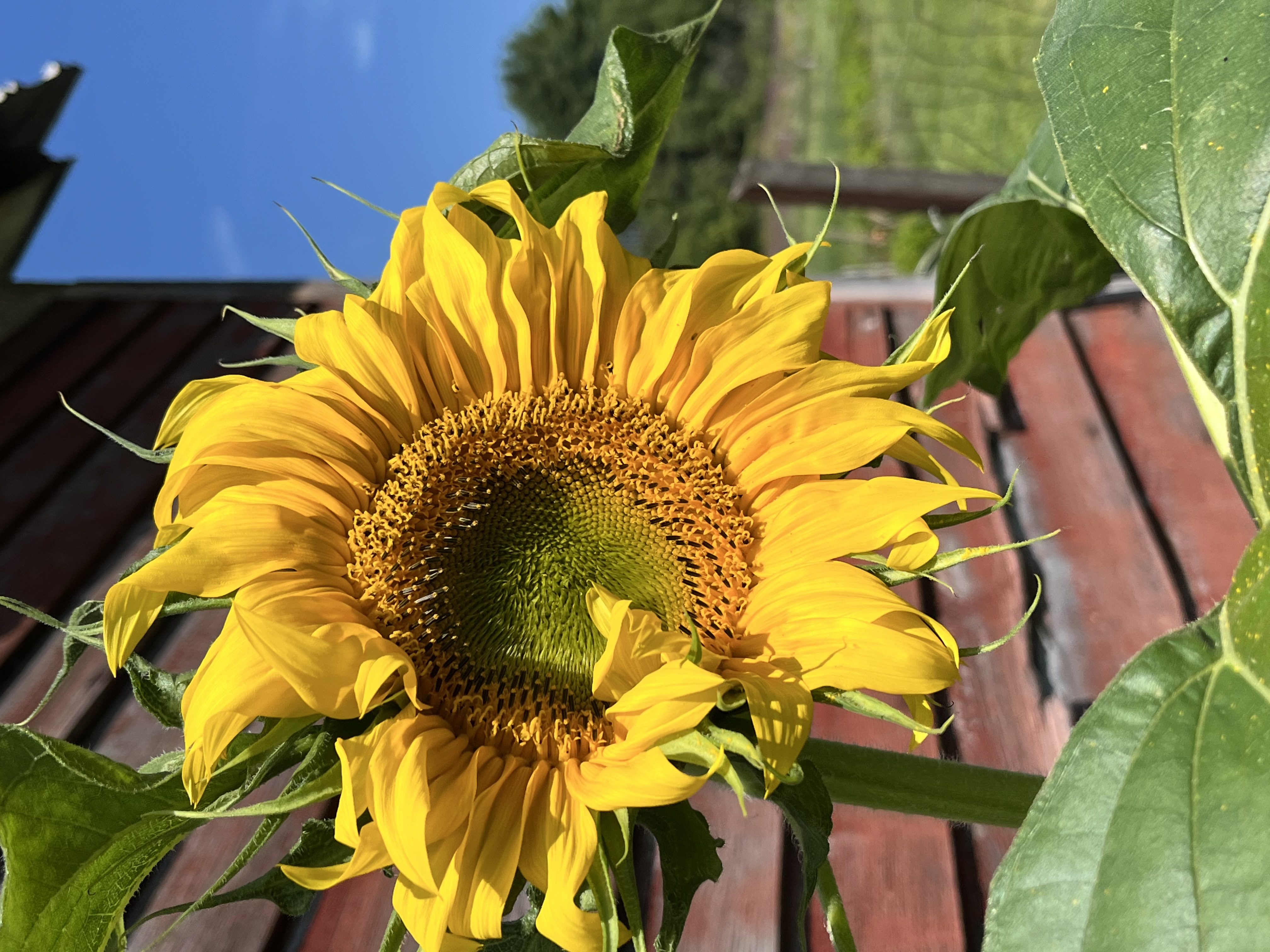 Photo from Hoosick Community Garden