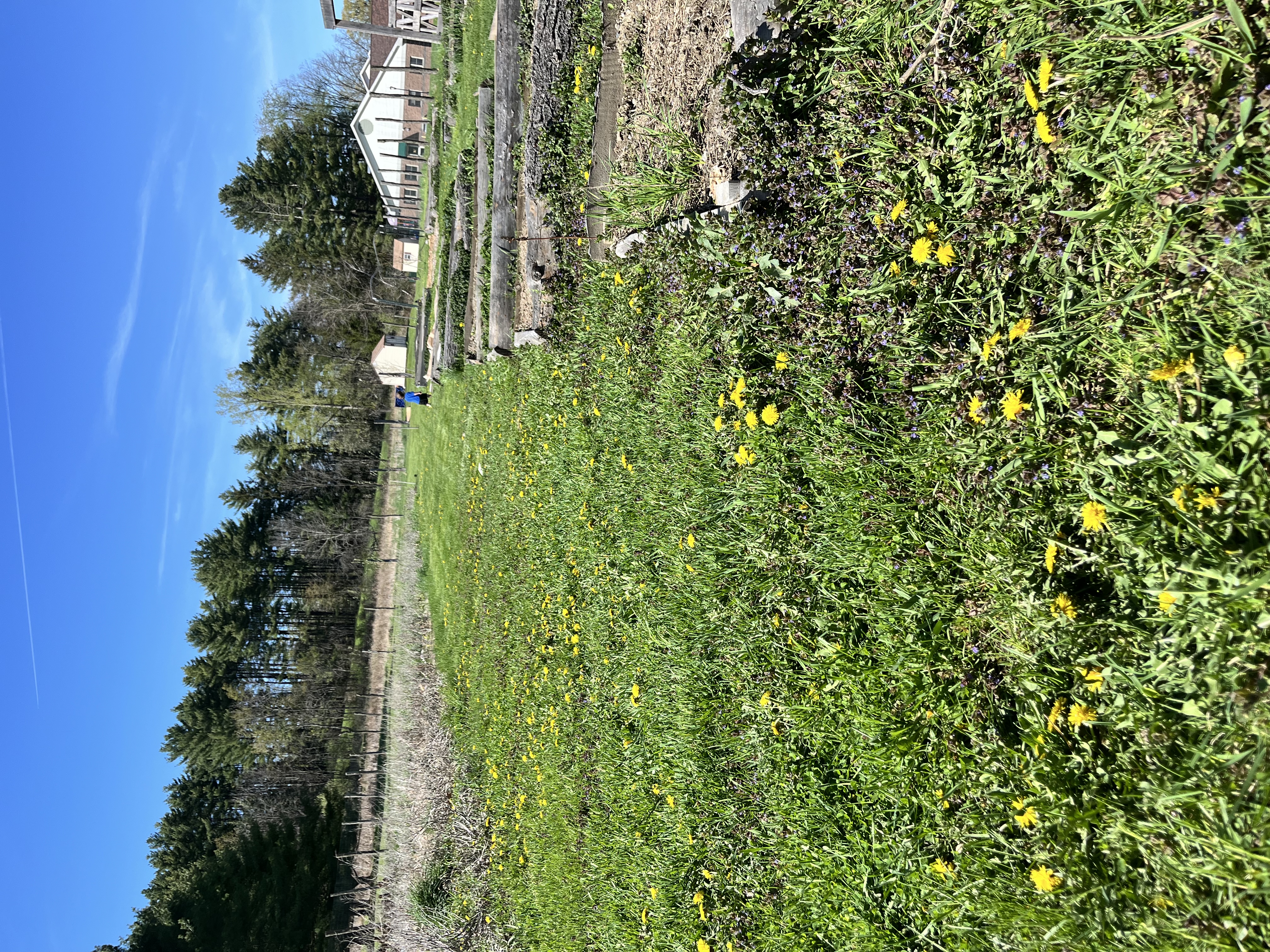 Photo from Hoosick Community Garden